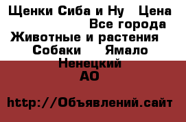 Щенки Сиба и Ну › Цена ­ 35000-85000 - Все города Животные и растения » Собаки   . Ямало-Ненецкий АО